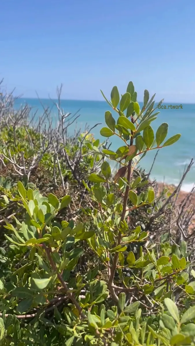 Maquis au bord de la mer · Scrub by the sea, œuvre de GCa.rtwork
